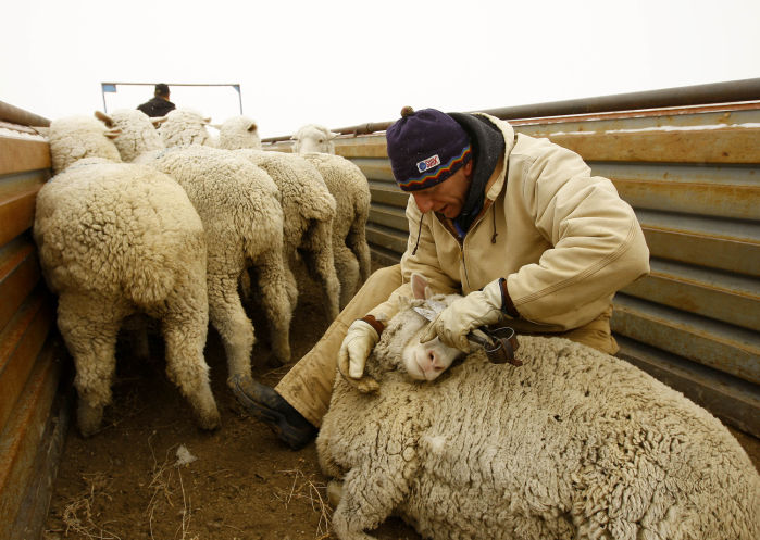 Sheep Rancher